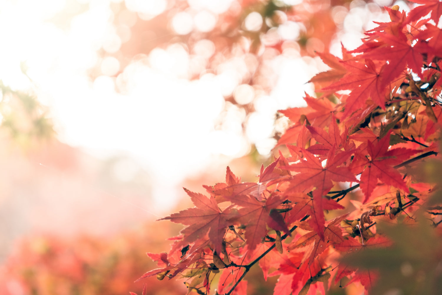 Shades of Green: The Top 10 Regular Green-Leaf Japanese Maple Trees