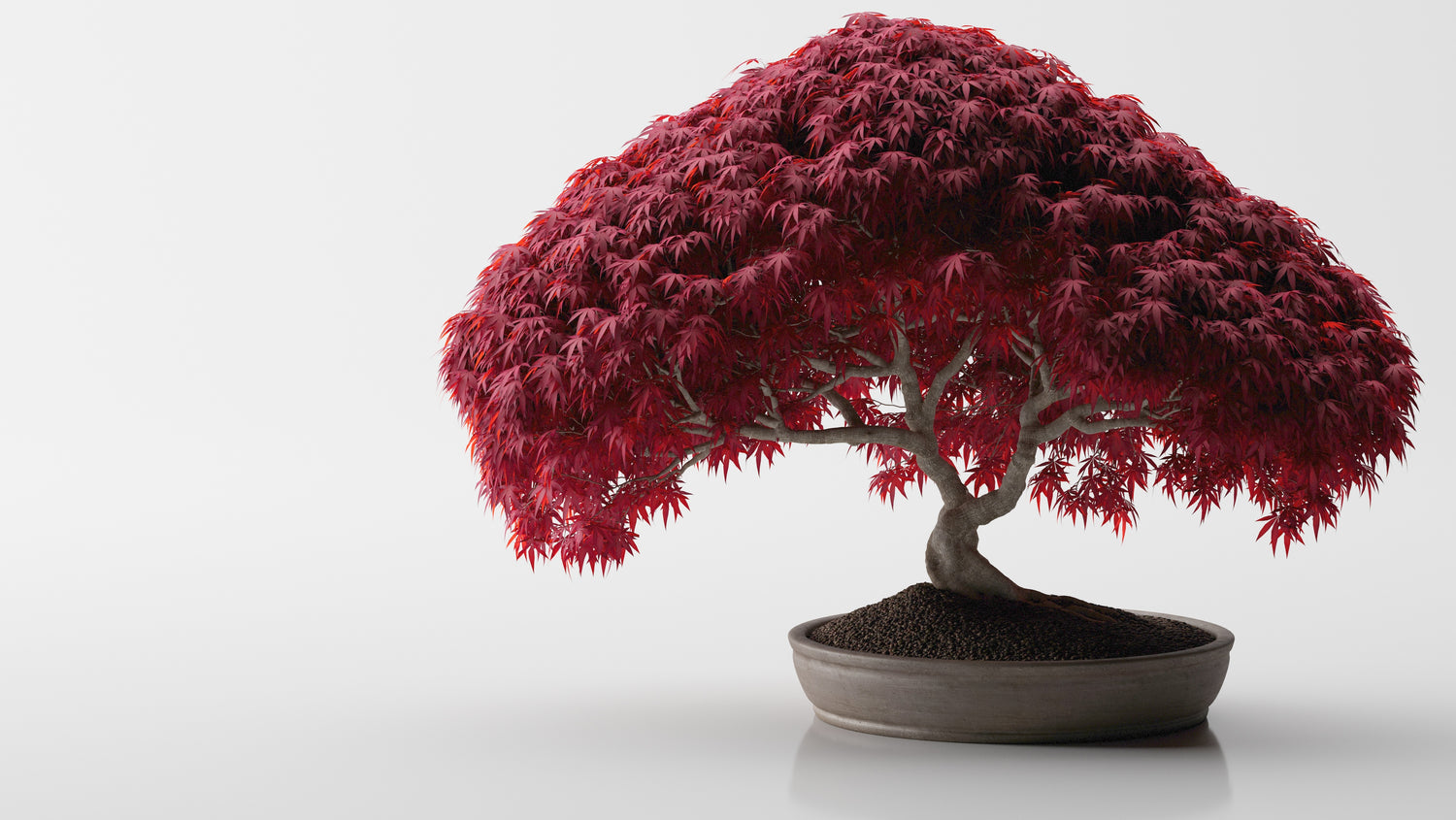 Miniature Marvels: The Top 10 Dwarf Japanese Maple Trees