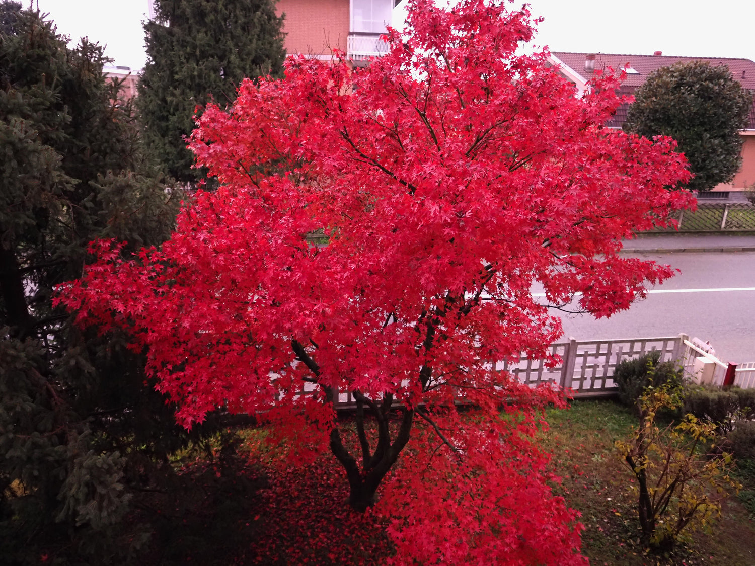 Acer Sieboldianum: Unveiling the Top 10 Japanese Maple Varieties for Enthusiastic Gardeners