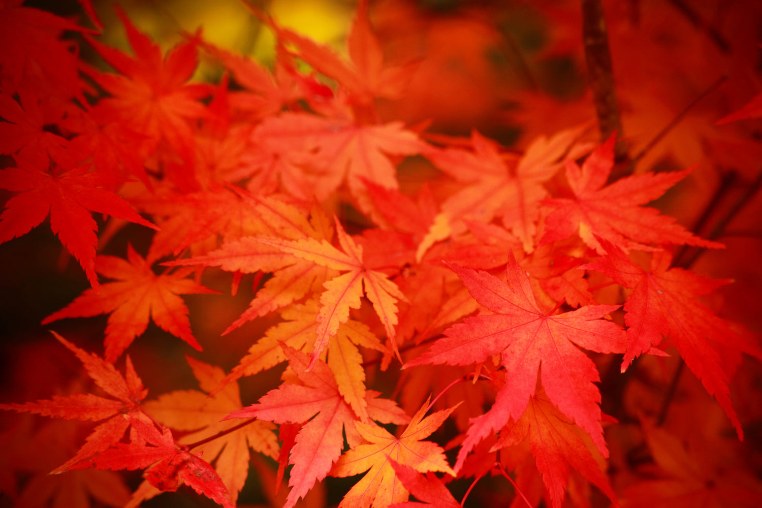 Crimson Cascades: The Top 10 Weeping Red-Leaf Japanese Maple Trees