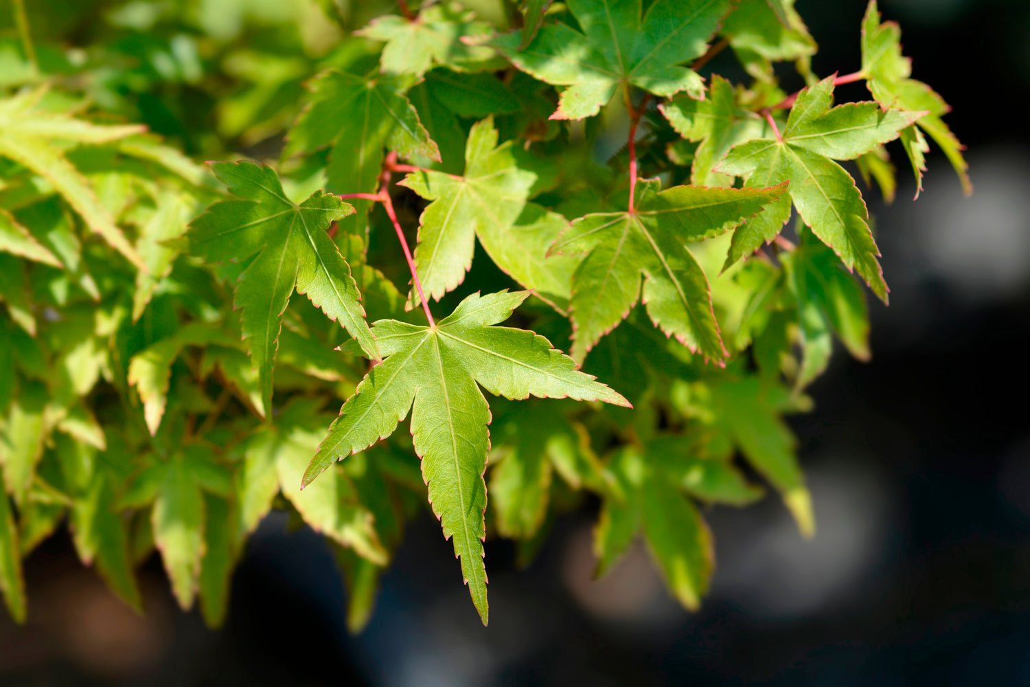 Elegance in Every Leaf: The Top 10 Weeping Green-Leaf Japanese Maple Trees