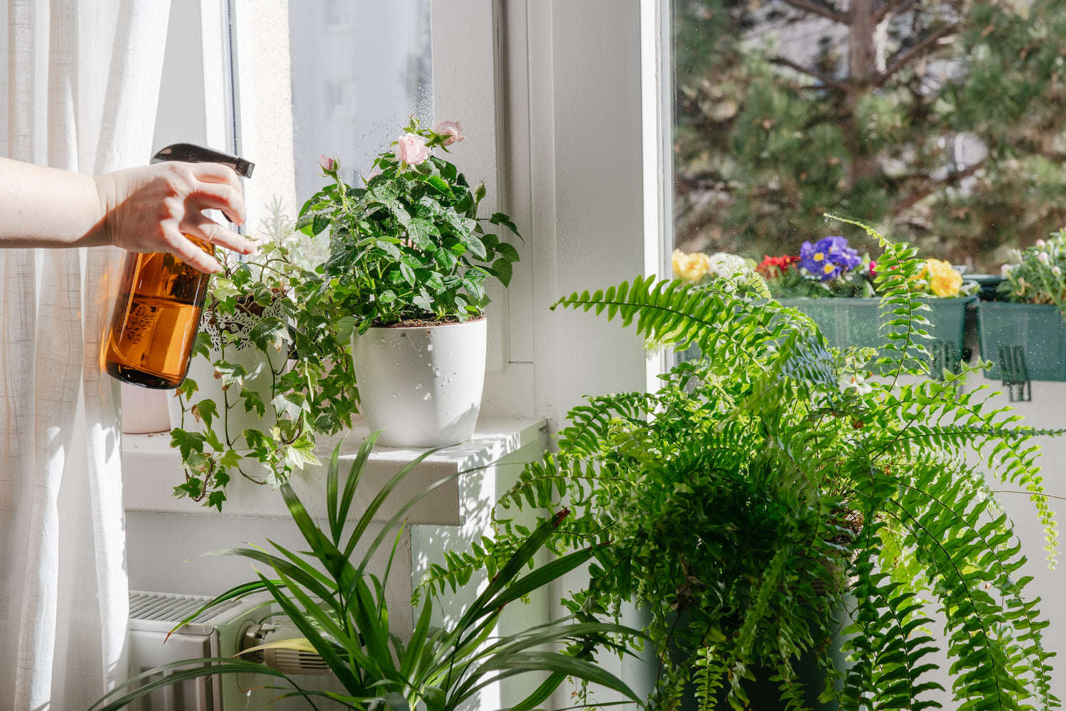 Top 10 Winter Care Tips for Thriving House Plants