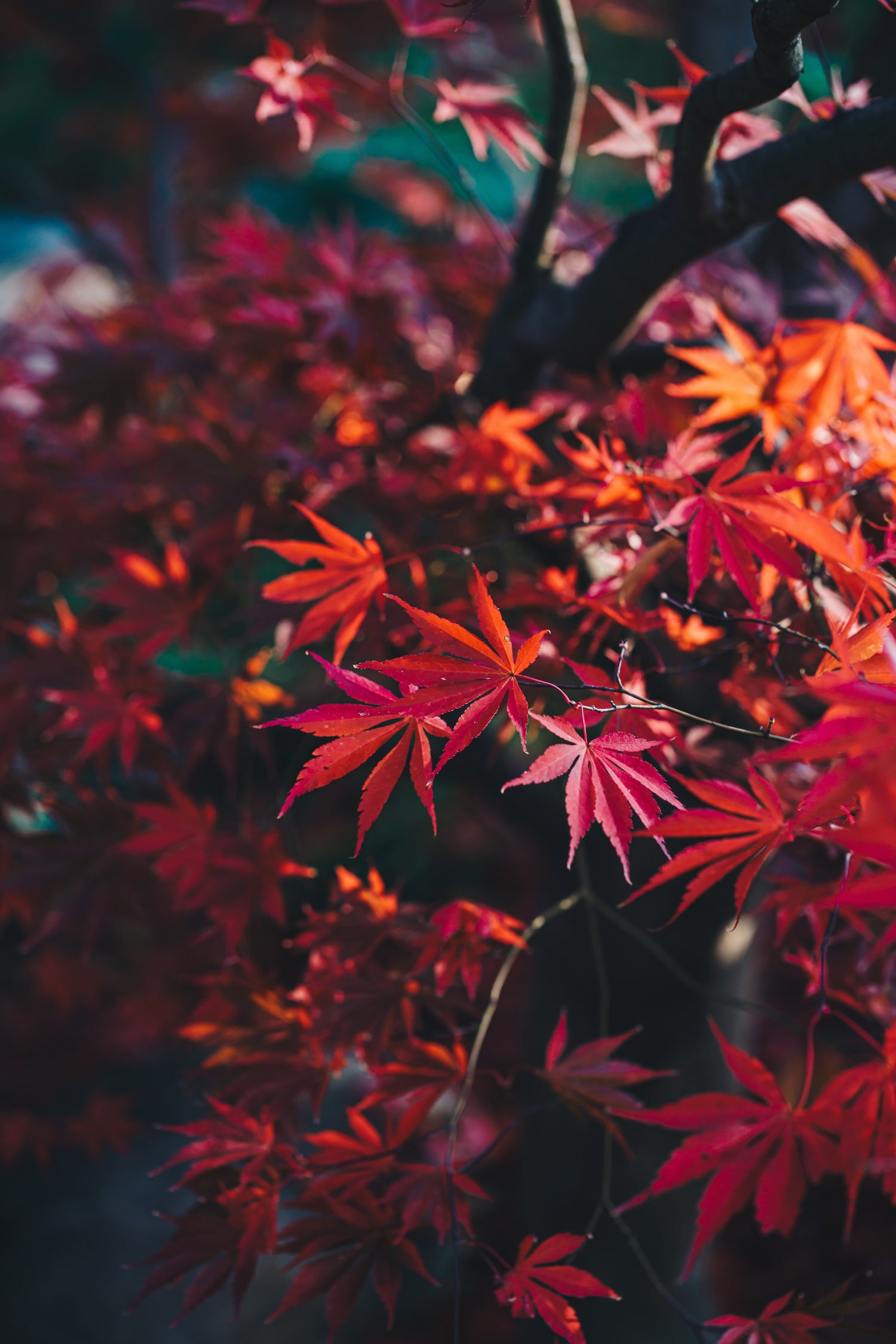 Acer Japonicum: The Top 10 Japanese Maple Trees You'll Adore