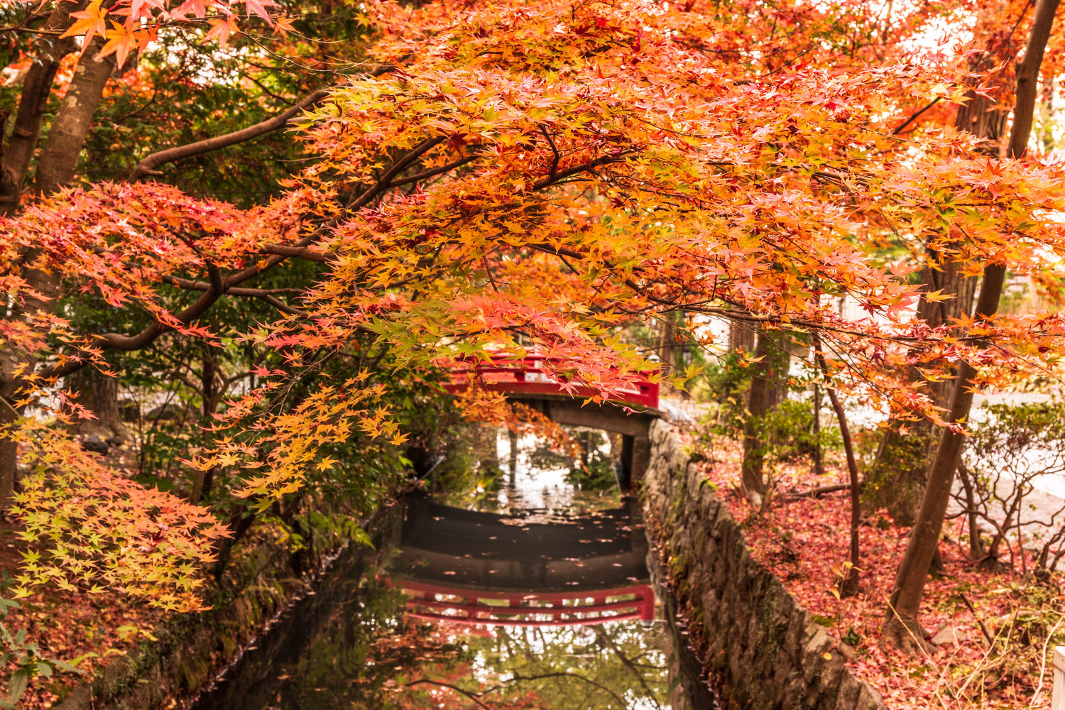 Nature's Canvas: The Top 10 Variegated Japanese Maple Trees